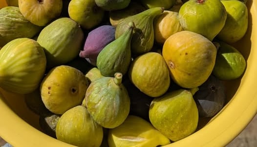 Yellow bowl filled with a variety of harvested figs