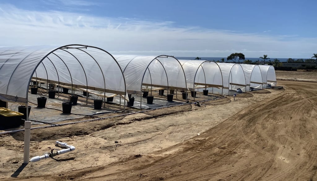 Hoop tunnels protect plants at the UCANR demo site