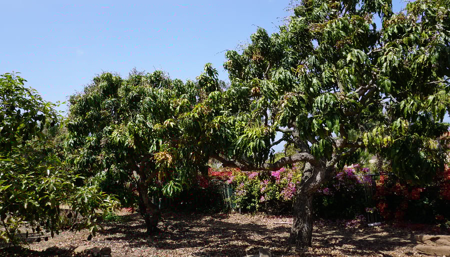 Three mango trees growing in Encinitas, California