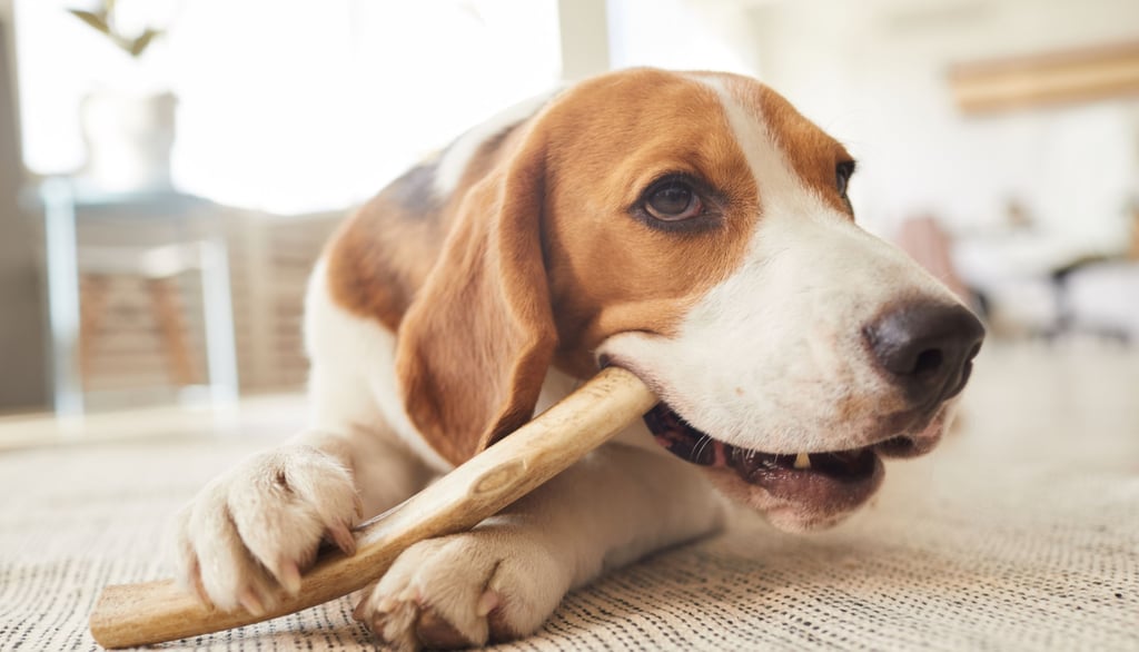 Close-up view of a dog chewing on a large healthy dog treat
