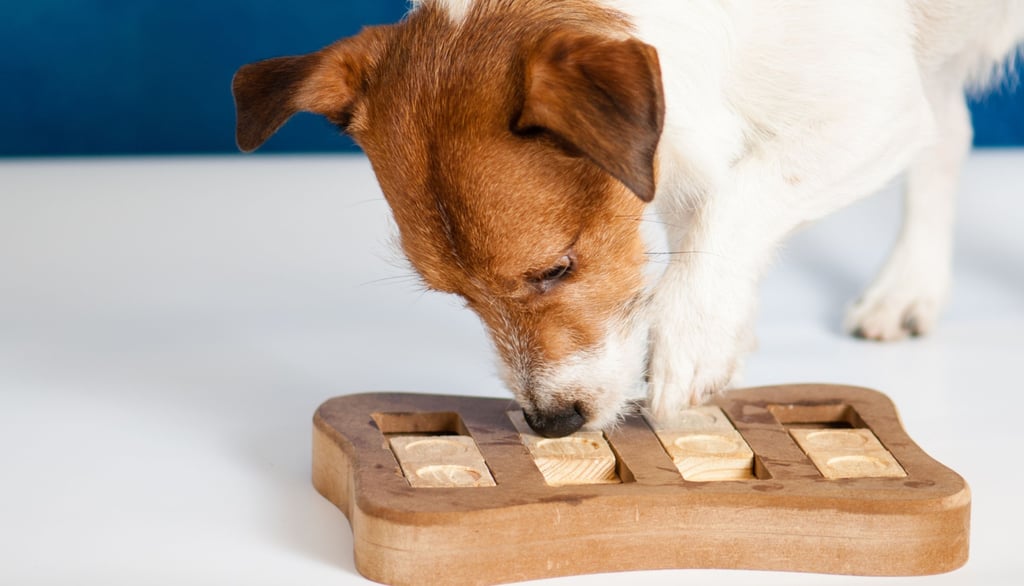 a dog is playing with a wooden block toy