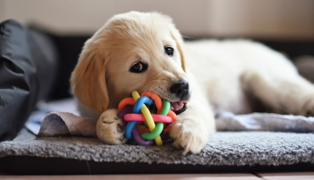 Eye-level view of a dog solving a puzzle toy on the floor