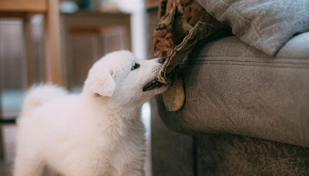 Como evitar ansiedade de separação em cachorros filhotes