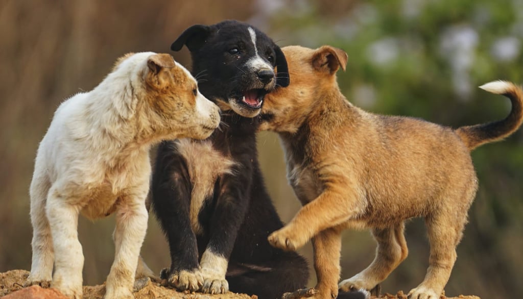Dicas para socialização de cachorro filhote com outros cães