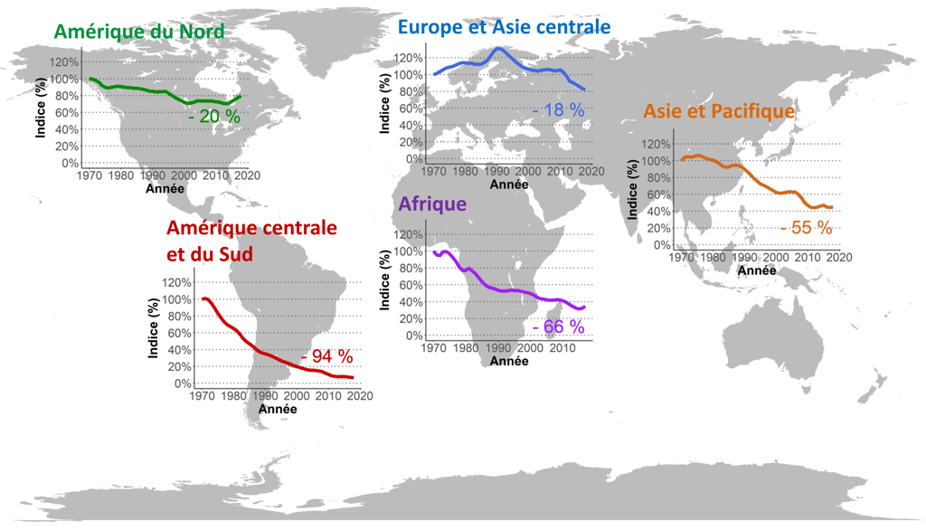 Évolution de l'indice planète vivante selon la zone géographique