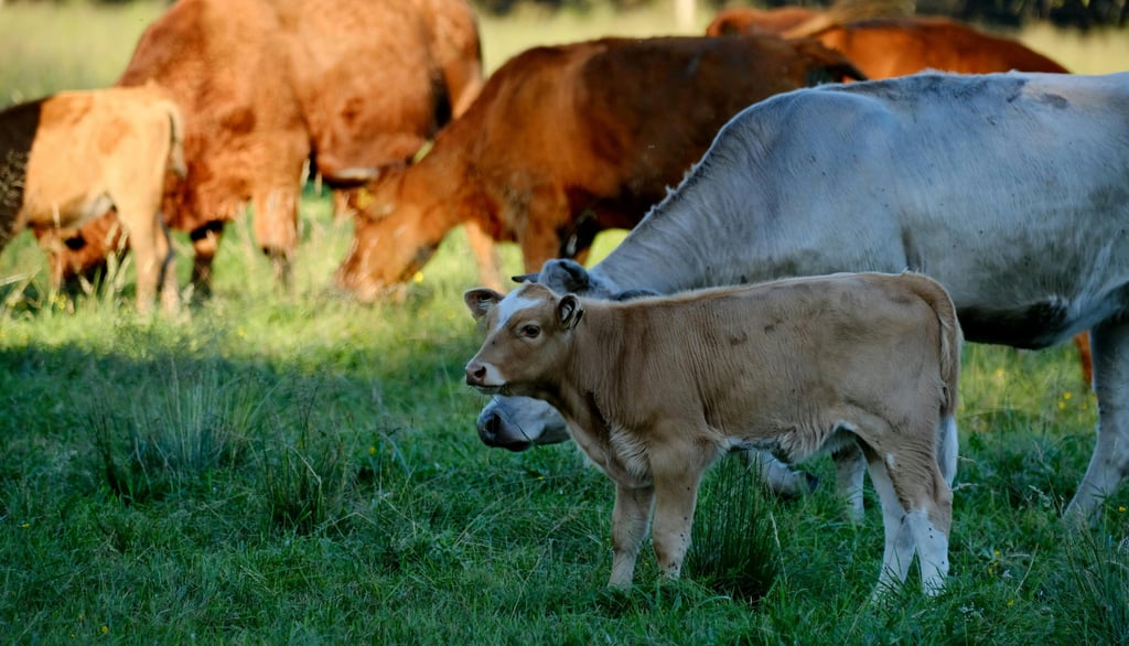Holistic grazing principles