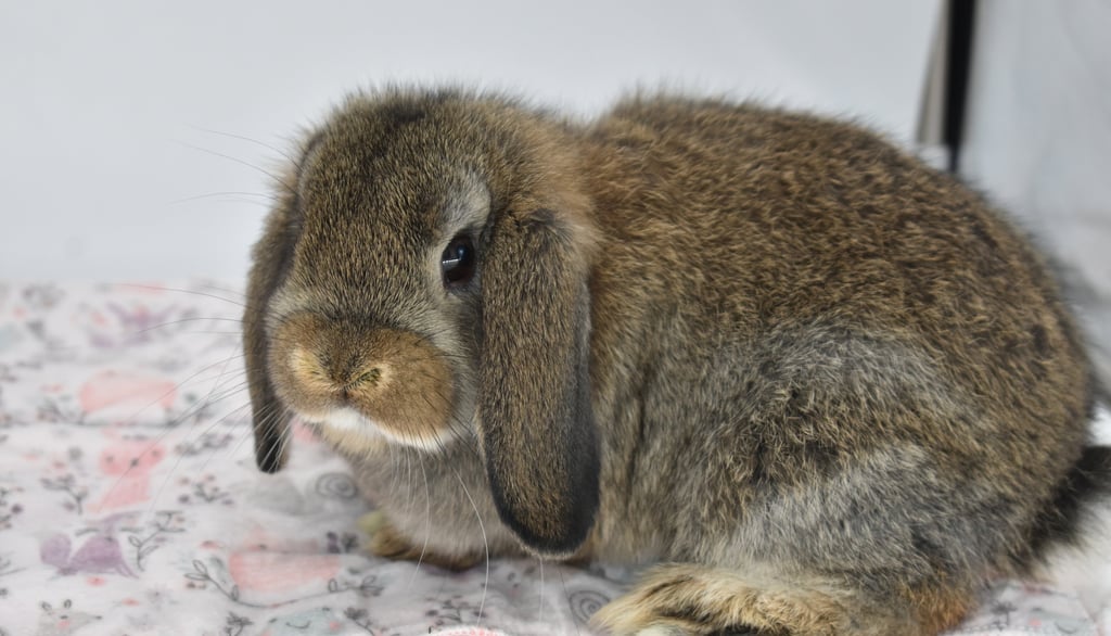 Hot Cross Buns' Tiddlywinks - baby chestnut Holland Lop doe playing on white background