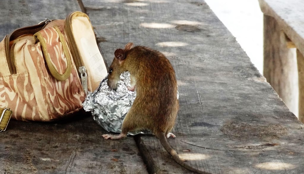 rat et souris