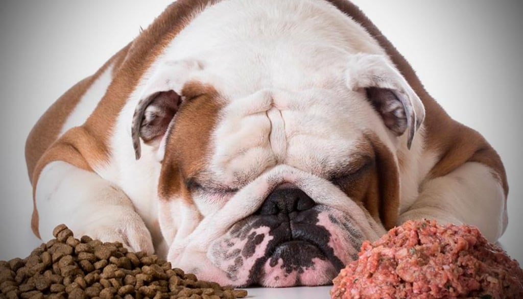 comida barf para perros, porque los perros deben hacer ejercicio diario