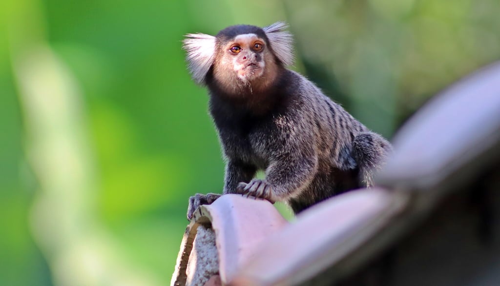 Sagui_de_tufos_branco