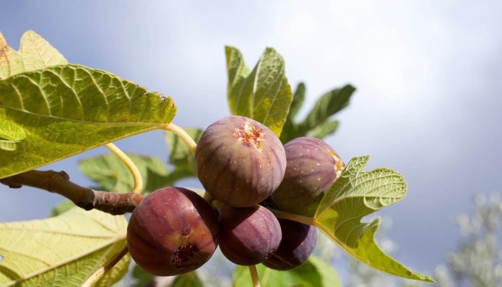 Fig tree