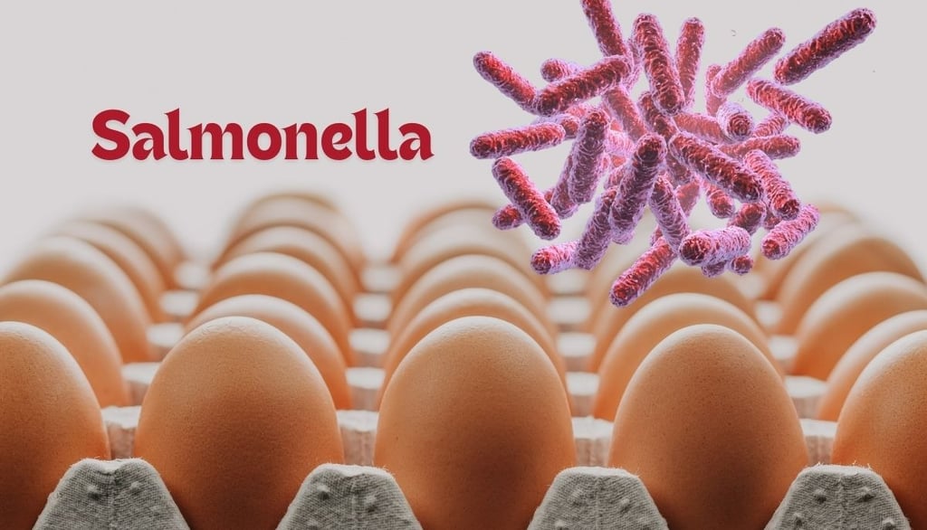 a group of eggshells in a carton. Salmonella