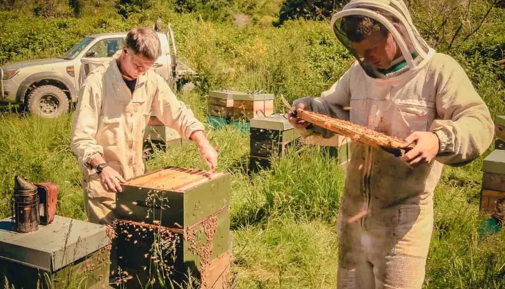 Der Bienenstock: Herzstück jeder erfolgreichen Imkerei