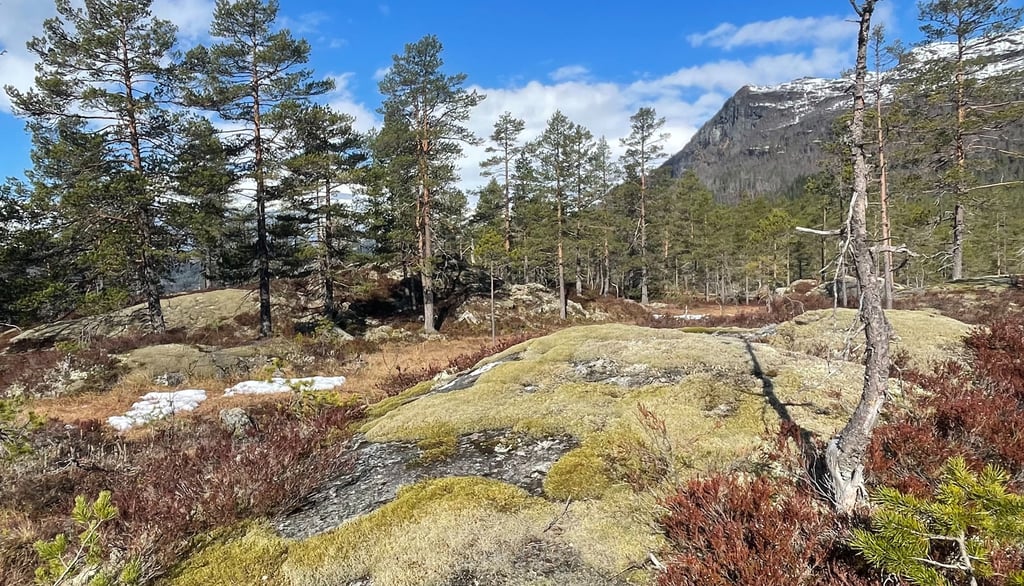 Woodpecker habitat near Lake Låtevatn.