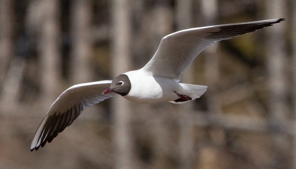 Black-headed Gull in Kinsarvik.