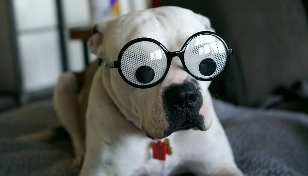 Health Vibes - LOL at Animals Doing their goofy - the best medicine to reduce stress