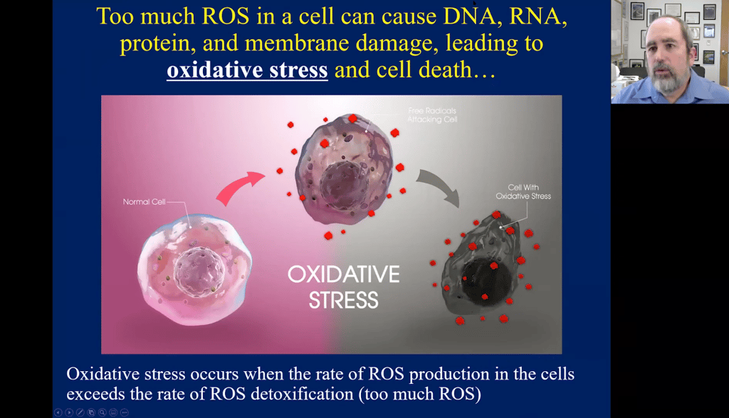 Too much ROS can cause DNA, RNA, protein & membrane damage leading to cell death