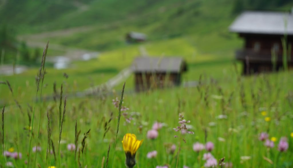 a field with a small yellow flower in the foreground