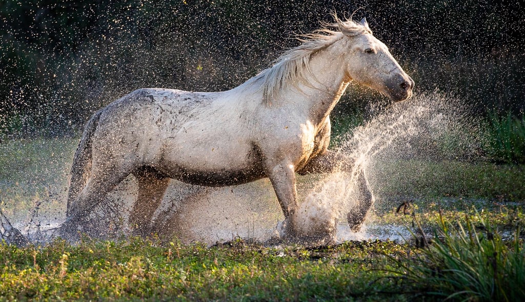 A wild white horse gallops through a muddy marsh, splashing water in the golden sunset light.