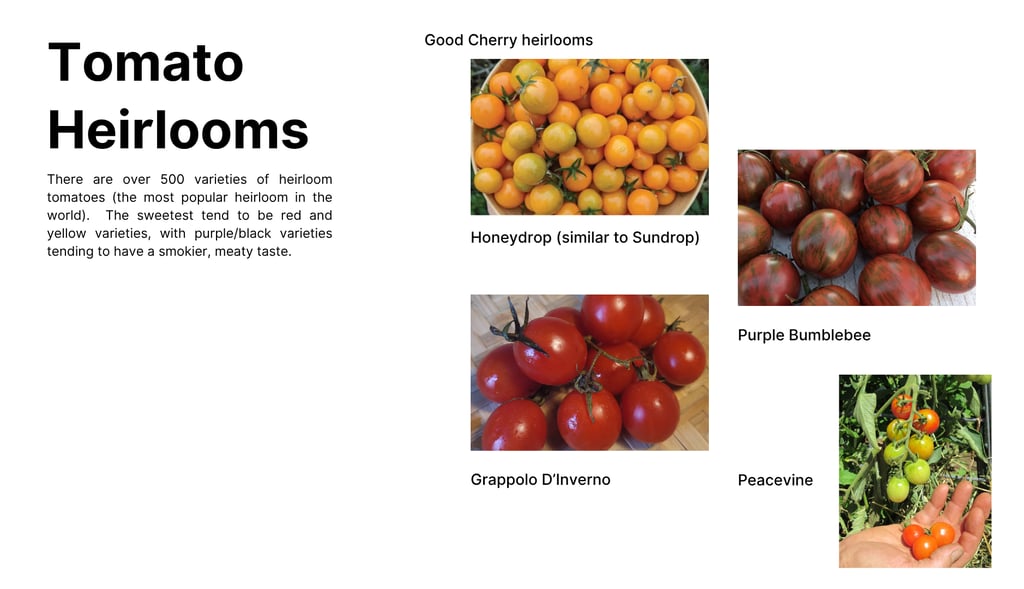 Heirloom cherry tomato varieties including Honeydrop yellow cherry, Purple Bumblebee striped tomato,