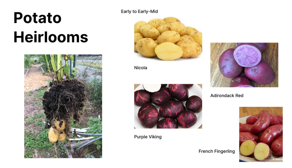 Heirloom potato varieties including Nicola yellow potato, Purple Viking red-skinned potato, Adironda