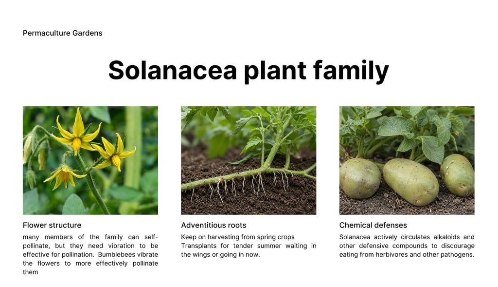 Slide 5 Solanaceae plant family characteristics showing buzz pollination flower structure, adventiti