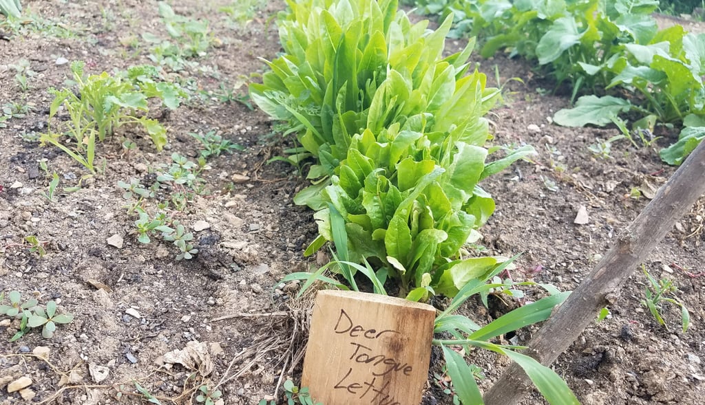 deer tongue type lettuce