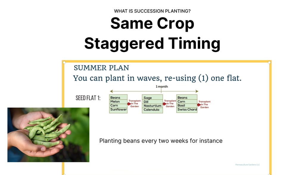 same crop staggered timing