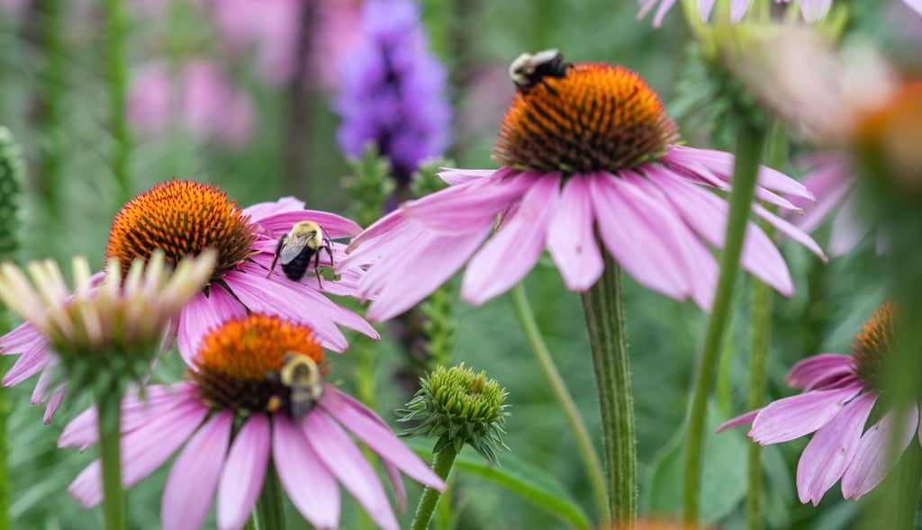perennial pollinators