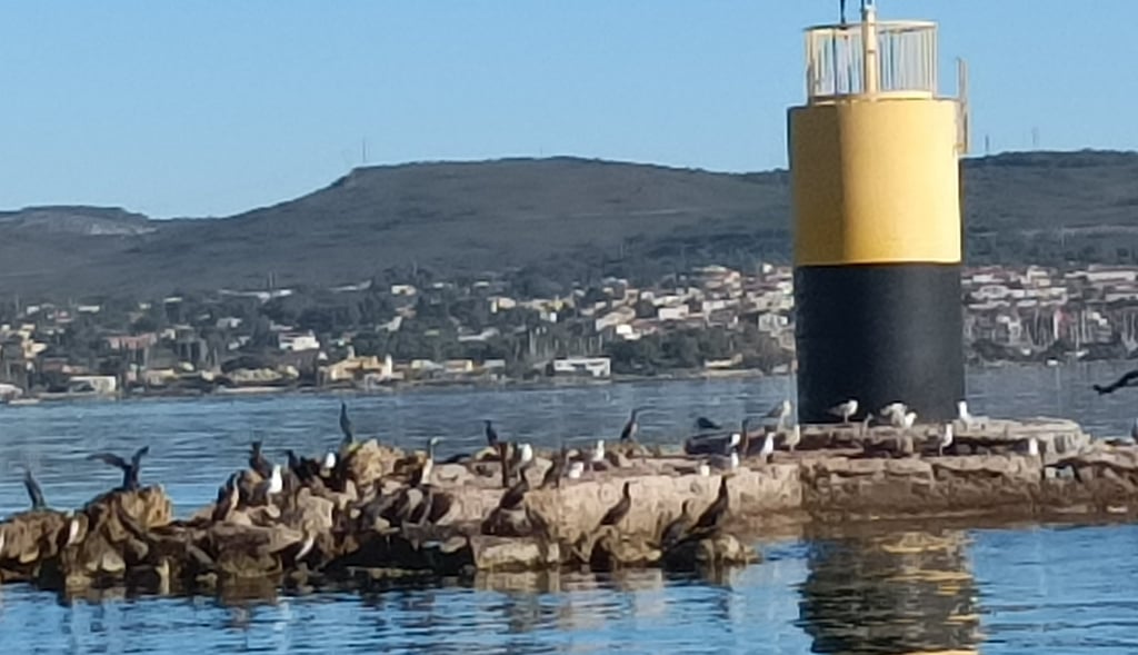 Gulls and Cormorants gather