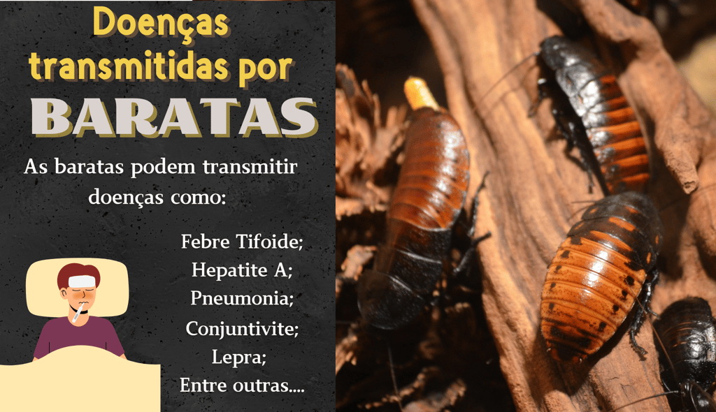 controle de baratas