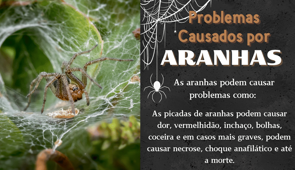 controle de pragas aranhas