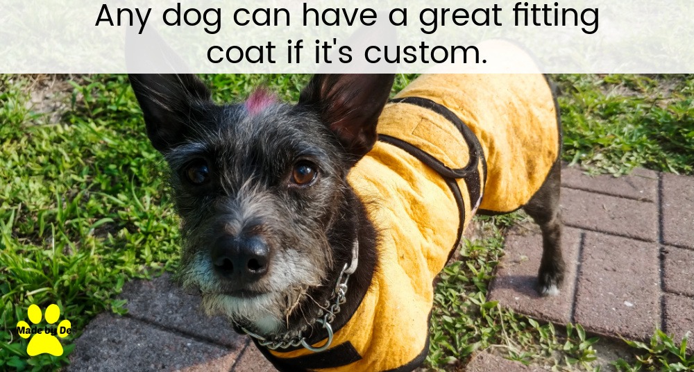 A custom dog coat on a small terrier