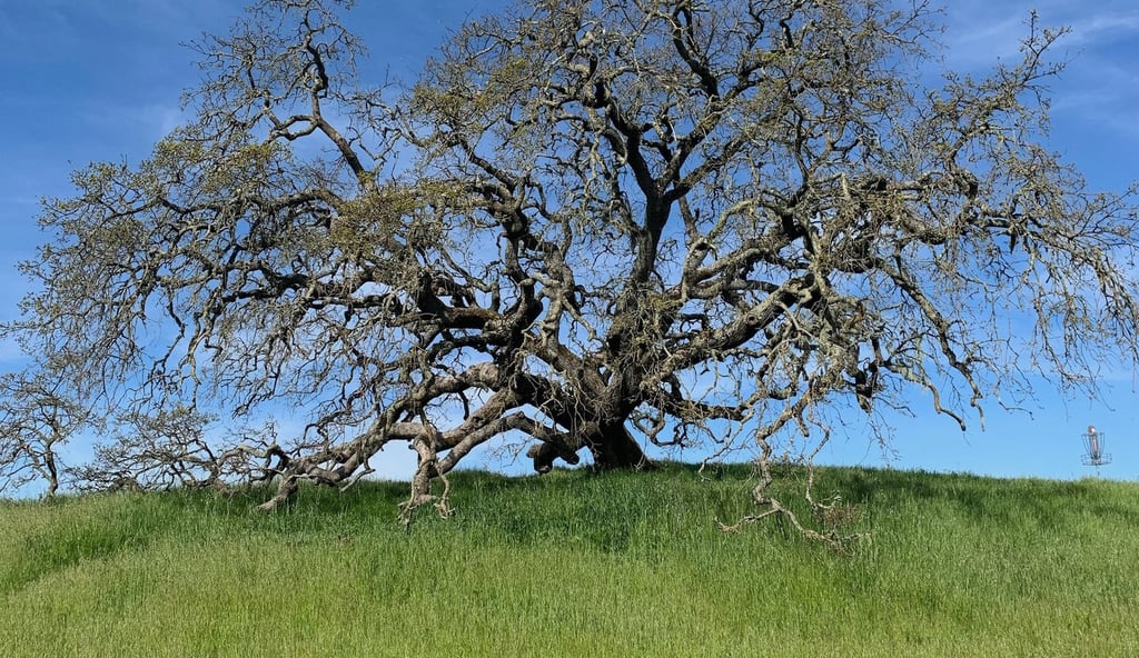 Bare oak tree with branch tips studded with green leaf buds, on a grassy hill & a background of bright blue sky.