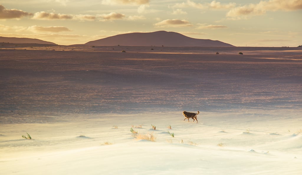 a dog running through the desert in the sun