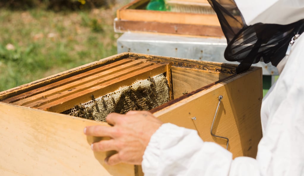 How to Install Package Bees into a New Hive