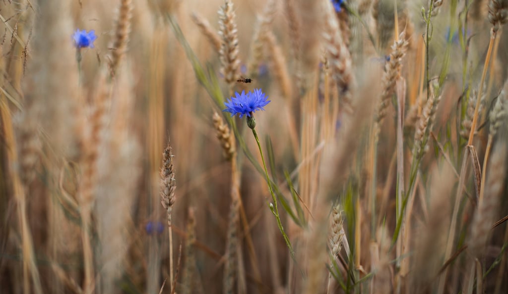 a bee on a field with blue flowers