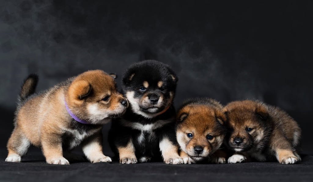 Shiba Inu Health Guide: Top Tips, Common Issues & Proactive Care