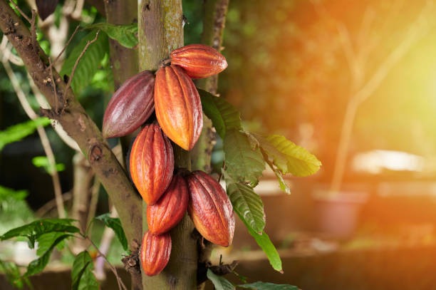 Cacao Tree