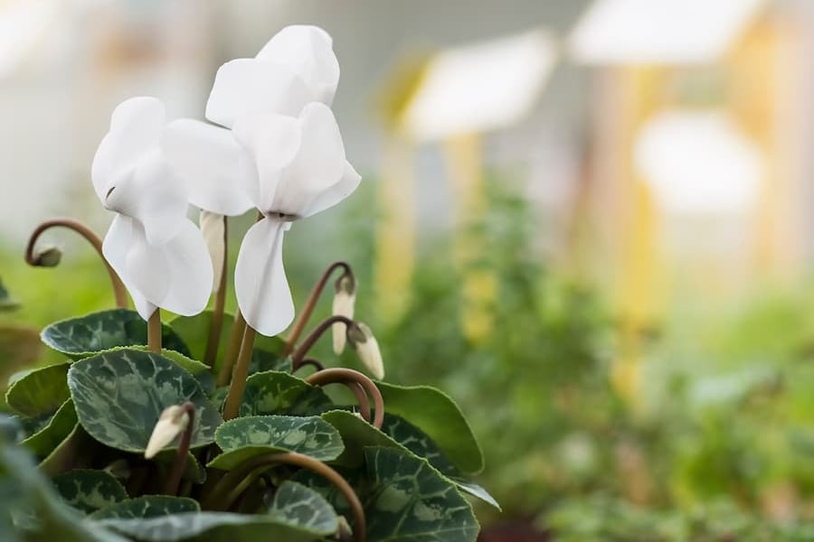 cyclamen persica blanco ideal para dar color en invierno