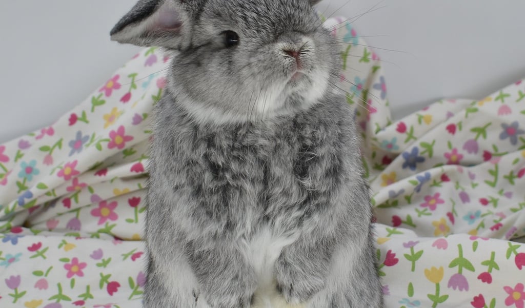 Hot Cross Buns' You Are My Sunshine - chinchilla baby buck begging on floral background