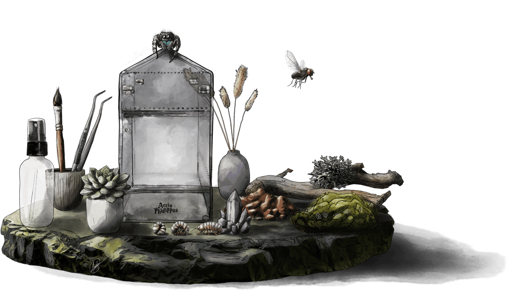 phidippus regius - adopter une phidippus regius - kit phidippus regius