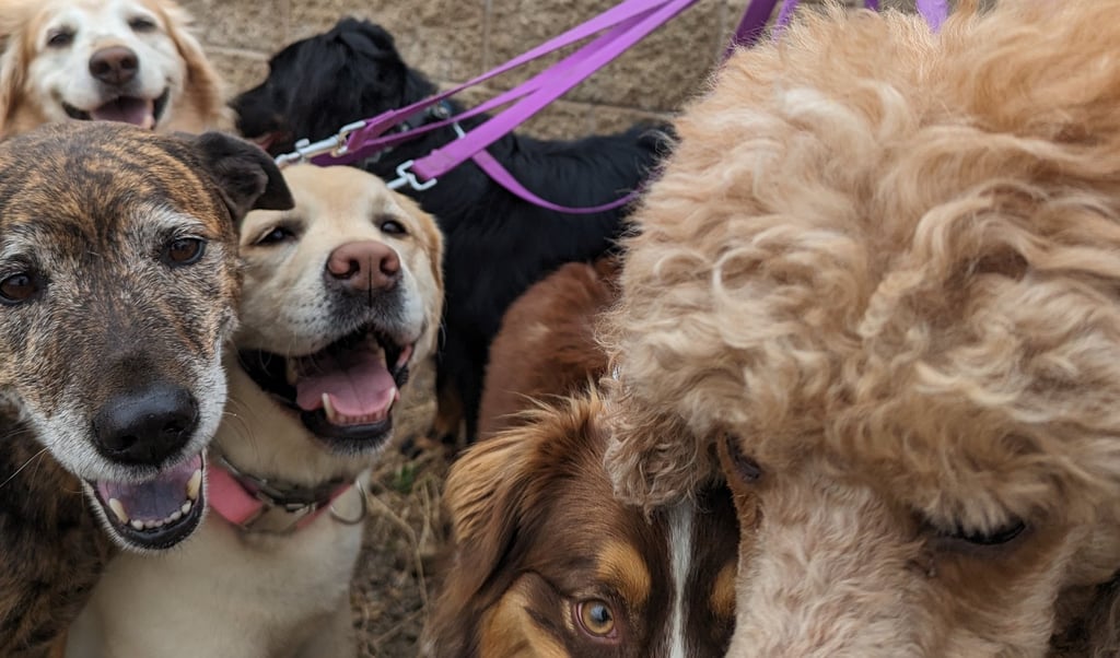 Dogs all craming together to get into frame for a group shot