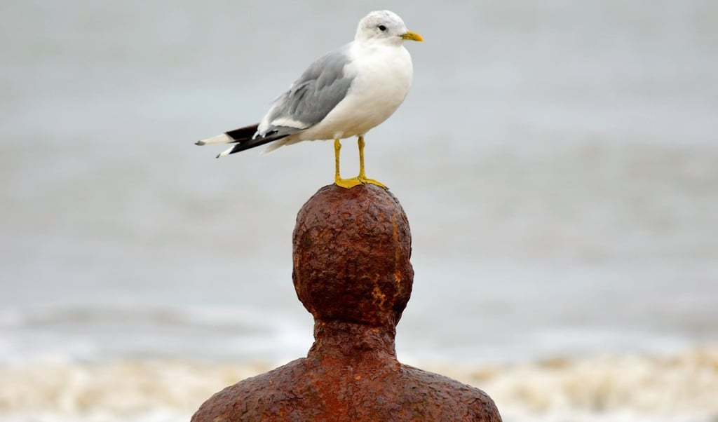 Another Place statue with a seagull on top