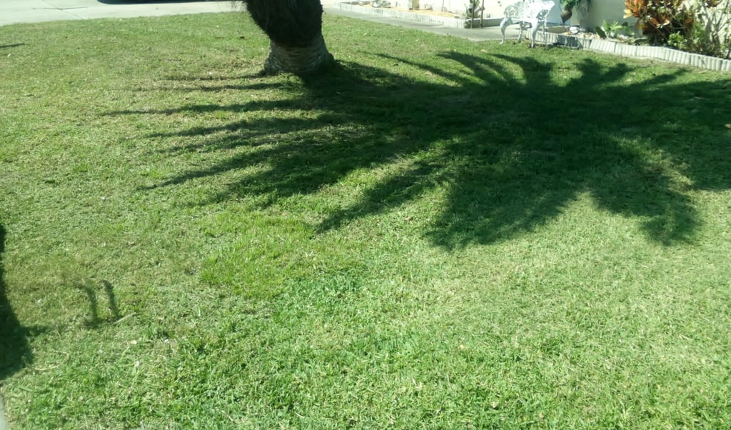 picture of nicely manicured lawn with palm tree