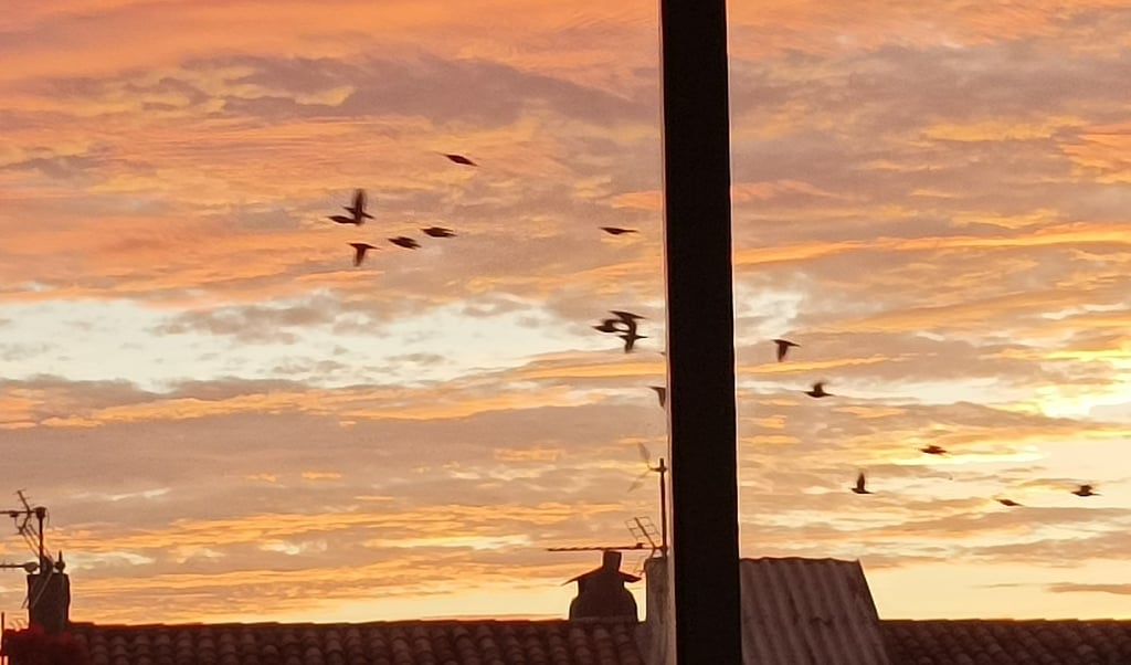 The starlings depart