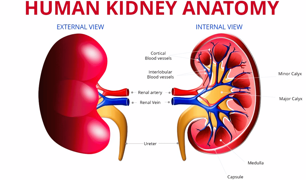 Nephrology