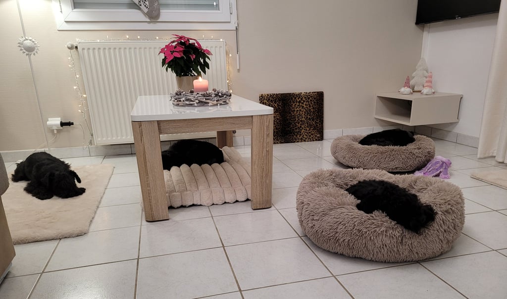 Elevage des Diamants Noirs d'Also