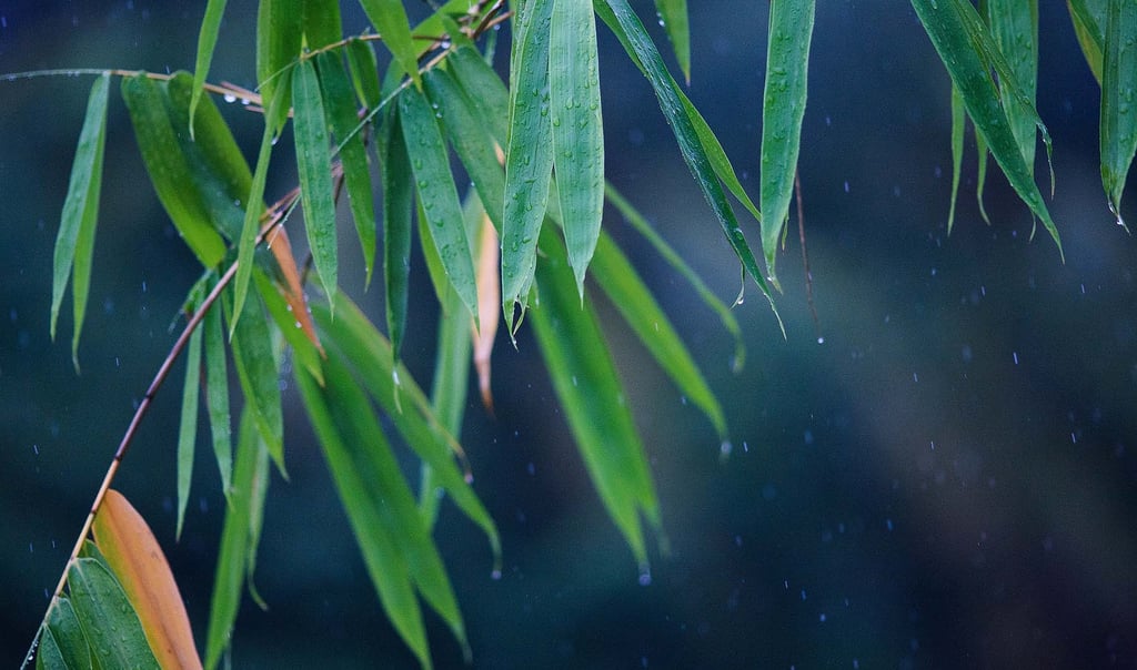Капли дождя на листьях бамбука в августе на Фукуоке