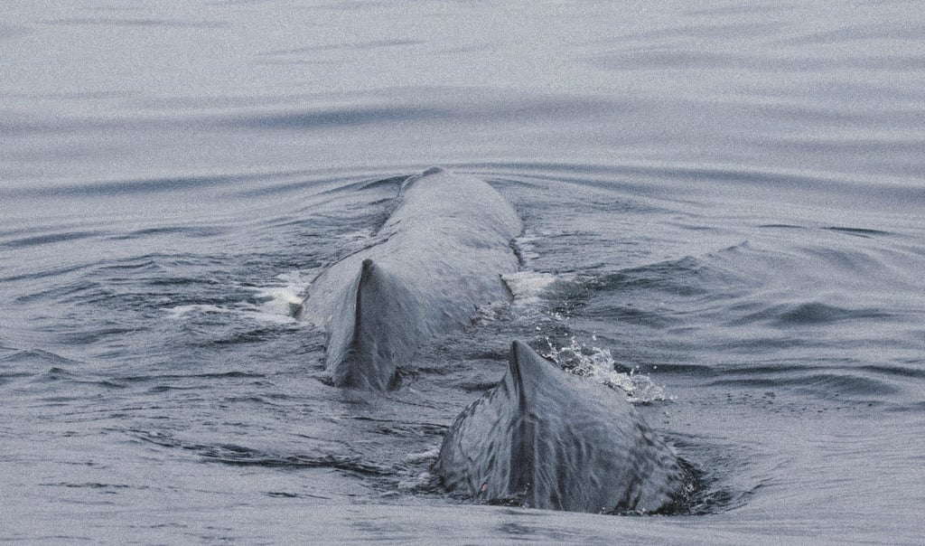 Two large sperm whales surfacing in the dark grey ocean water.
